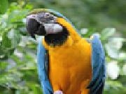 Spielen Blue and gold macaw slider puzzle