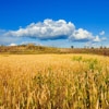 Spielen Jigsaw: golden wheat field