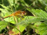 Spielen Forest dragonfly