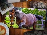 Spielen Jigsaw puzzle horses edition now