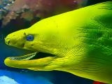 Spielen Underwater world jigsaw now
