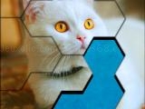 Spielen Blocks hexa jigsaw puzzle™ now