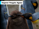 Spielen Emperor penguin jigsaw now