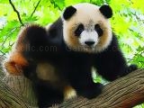 Spielen Cute baby panda now
