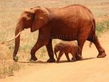 Spielen Animals jigsaw puzzle - elephants now
