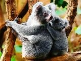 Spielen Cute baby koala bear now