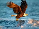Spielen Animals jigsaw puzzle - eagle now