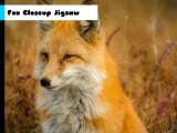 Spielen Fox closeup jigsaw now